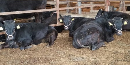 食肉｜佐賀牛｜佐賀県多久市｜ヤマサン食品